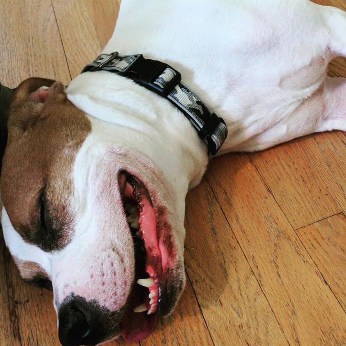 Camo Pink/Black Padded Dog Collar, Medium